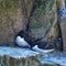 Lovely mated pairs of razorbill birds Alca Torda in Northumberland