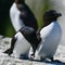 Lovely mated pairs of razorbill birds Alca Torda in Northumberland