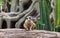 Lovely meerkat playing on branch