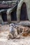 Lovely meerkat playing on sand
