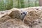 Lovely meerkat playing on sand