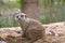 Lovely meerkat playing on sand