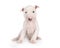Lovely Miniature Bull Terrier puppy sitting on a white background
