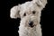 Lovely mixedbreed white dog in the black background looking at t