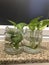 Lovely Money plant