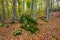 Lovely moss-covered boulders in the autumn beech forest