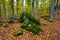 Lovely moss-covered boulders in the autumn beech forest