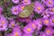 Lovely multicolored butterfly on a flower meadow