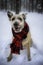 Lovely mutt dog rescued from the pet shelter sitting on the snow with red scarf.