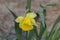 Lovely Narcis flower head with delicate yellow petals.