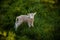 Lovely newborn lamb enjoying the serenity of the meadow. Charming image.