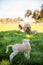 Lovely newborn lamb enjoying the serenity of the meadow. Charming image.