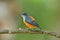 Lovely orange belly grey wings and white chin bird standing on tree branch showing its back feathers profile, orange-bellied