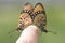 Lovely orange butterflies in nature