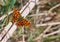 Lovely orange butterfly of Asian comma, Polygonia c-aureum