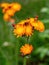 The lovely orange flowers of Pilosella aurantiaca Hieracium aurantiacum