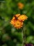 The lovely orange flowers of Pilosella aurantiaca Hieracium aurantiacum