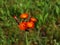 The lovely orange flowers of Pilosella aurantiaca Hieracium aurantiacum also known as Orange Hawkweed and Fox and Cubs is a perenn