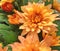 Lovely orange flowers from a spherical Chrysanthemum