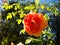 Lovely orange petal of rose flower in spring season at a botanical garden.