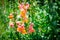 Lovely Orange and pink Snapdragons Plant flowers at a botanical garden.