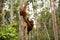 Lovely orangutan family hanging on the tree.