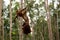Lovely orangutan family hanging on the tree.