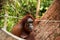 Lovely orangutan female.