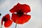 Lovely Oriental Red Poppy isolated