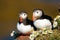 Lovely pair of atlantic puffin sitting close together in summer breeding season