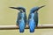 Lovely pair of Common Kingfisher, beautiful small blue bird with black and red beaks sweet perching on wooden branch showing their