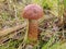 Lovely pair of fresh edible mushrooms in coniferous forest. Young porcini mushrooms in the woods