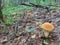 Lovely pair of fresh edible mushrooms in coniferous forest. Young porcini mushrooms in the woods