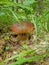 Lovely pair of fresh edible mushrooms in coniferous forest. Young porcini mushrooms in the woods