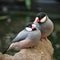 Lovely pair of grey java sparrow birds perched on the stones