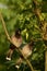 Lovely pair of  Himalayas  red vented bulbul bird sitting on tree branch.