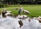 Lovely pair of Marabou storks beaks up. Two marabou birds heads up on rocks in lake.