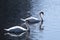 Lovely pair of mute swans with the curved necks