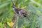 lovely pair of yellow-vented bulbul perch on tree branches