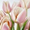 Lovely pale pink powdery tulips isolated on white. Beautiful floral spring background,