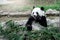 Lovely panda eating bamboo