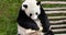 Lovely panda eating bamboo stem