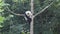 The lovely panda is in the tree.