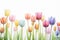 Lovely pastel colored tulips at white background