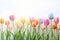 Lovely pastel colored tulips at white background