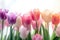 Lovely pastel colored tulips at white background