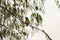 A lovely peaceful weaver in front of an amazing nest made by self on a tree. Bird is experiencing a rainy day