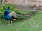 Lovely peacock with gorgeous feathers