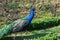 Lovely peacock in the park