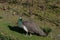 Lovely peacock in the park